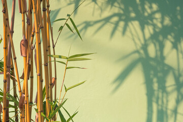 Fototapeta na wymiar Sunlight and Shadow on surface of Golden Bamboo tree near green concrete wall background in home gardening area