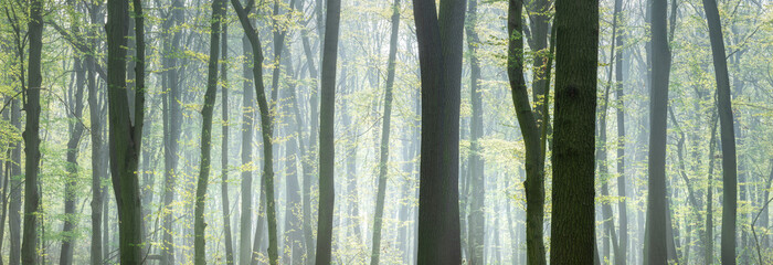 Panorama of foggy Beech Forest with first green leaves in early spring - 590801726
