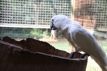 A Cockatoo Playing in the Tree Trunk Inside Its Cage