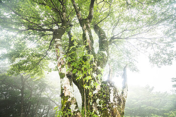 霧の中の大木