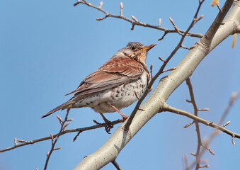 The song thrush sits on a branch