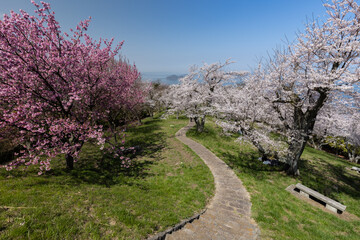 Fototapeta na wymiar 紫雲出山（しうでやま）の桜（香川県三豊市）