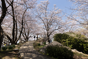 紫雲出山（しうでやま）の桜（香川県三豊市）