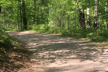 path in the woods