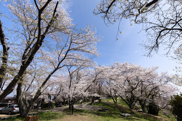 紫雲出山（しうでやま）の桜（香川県三豊市）