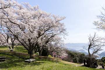 Obraz premium 紫雲出山（しうでやま）の桜（香川県三豊市）