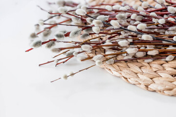 A bouquet of Willow twigs for the Orthodox holiday Palm Sunday. Willow close-up.