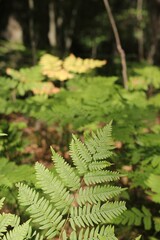 fern in the forest