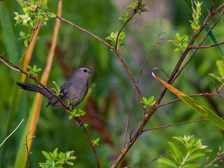 Catbird bird on a branch