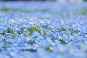 満開のネモフィラの野原　4月