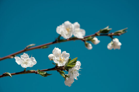 spring blossom © Наталья Редькина