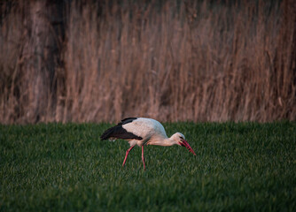 hunting stork in the grass