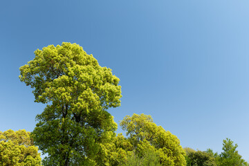 青空と新緑　さわやかな公園のイメージ　4月