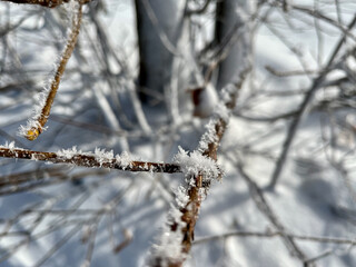 Eiskristalle auf einem Ast im Winter