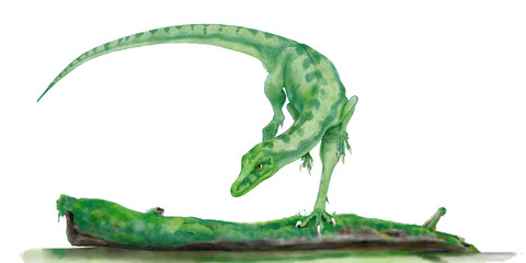 Obraz premium エオラプトル 分類が定まらない初期の恐竜姿は肉食、前歯は草食、奥歯は肉食 現在発見されている恐竜中もっとも原始的な獣脚亜目と竜脚亜目の系統樹の幹に位置する。学名は恐竜十代の幕開けを意識した夜明けの簒奪者。