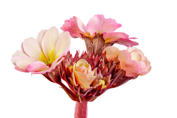 Isolated pink primrose flower