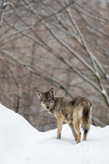 Grey Wolf, Canis lupus. in a snowy forest landscape.