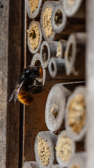 Hôtel à insecte, Osmia cornuta - European orchard bee - Osmie cornue