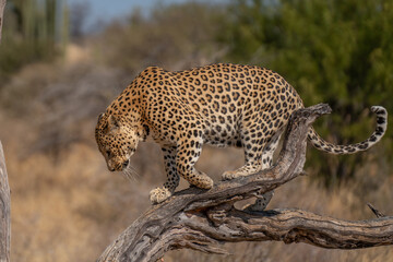 Obraz premium a leopard searching for prey in the grasslands of Namibia's Kalahari Desert