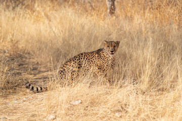 cheetah in the African savannah waiting for prey Namibia.