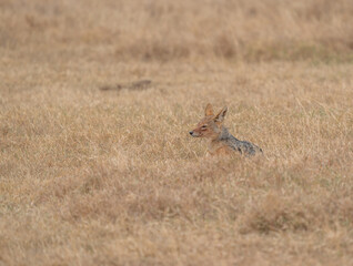 A jackal searching for prey in the grasslands of the Kalahari Desert in Namibia.