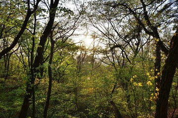 Obraz premium 나무, 나무, 네이처, green, 나무, 나무, 봄, 나뭇잎, 나뭇잎, 가지, 공원, 경관, sky, 여름, 가을, 나무, 햇빛, 식물, 태양, 단풍, 나이든, 높은, 여행용가방, 명랑한, 아웃도어