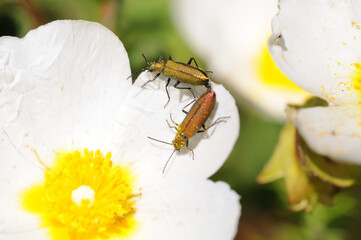 Beetle