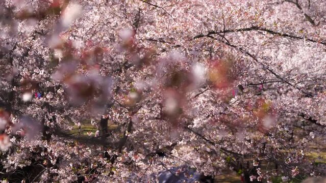 桜散る Images – Browse 872 Stock Photos, Vectors, and Video