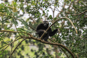 Young Black Siamang on the Tree in Rain Forest, Thailand