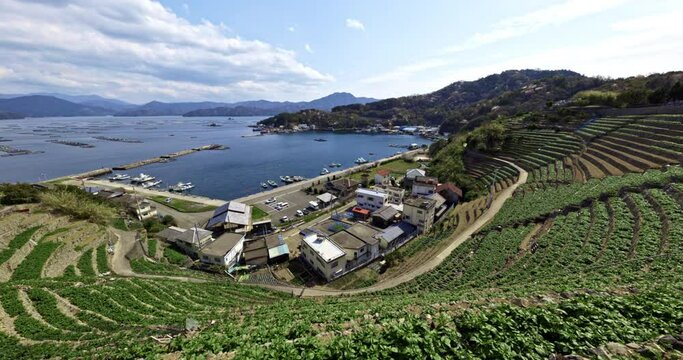 遊子水荷浦の段畑（愛媛県宇和島市）