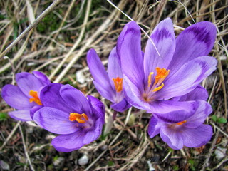 Saffron bloomed in spring