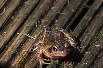 A beautiful animal portrait of a Frog