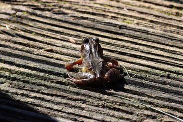 A beautiful animal portrait of a Frog