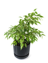 Houseplant ficus benjamina in a black pot, isolated on a white background