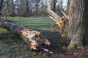 Złamane drzewo, ułamany konar