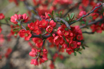 Obraz premium Vibrant Blooms: A Close-up of Chaenomeles Japonica in Springtime