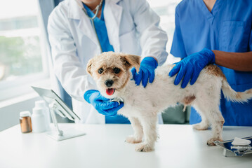 Obraz premium Veterinarian doctor and shih tzu dog at veterinary ambulance.