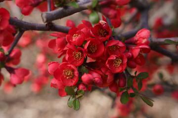 Vibrant Blooms: A Close-up of Chaenomeles Japonica in Springtime