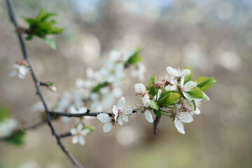 close up photo of a white cherry blossom branch