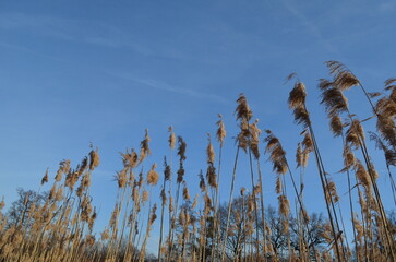 Suche wysokie trawy na tle błękitnego nieba - 590817307