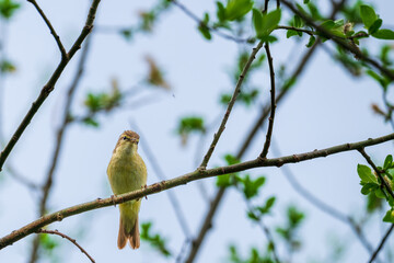 Leaf warblers are small insectivorous passerine birds belonging to the genus Phylloscopus.
