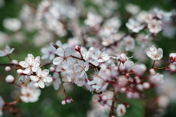 pink blossom flowers in spring