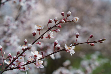 pink blossom flowers in spring