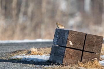 Eurasian Skylark (Alauda arvensis) Sitting on a Wooden Bench in the Park in Finland during Early Spring