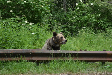 Brown bear in Transfagarasan Romania