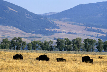 Fototapeta na wymiar Bison d'Amérique, Parc national du Yellowstone, USA,