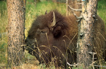 Bison d'Amérique, Parc national du Yellowstone, USA,