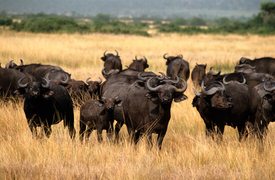 Buffle d'afrique, syncerus caffer