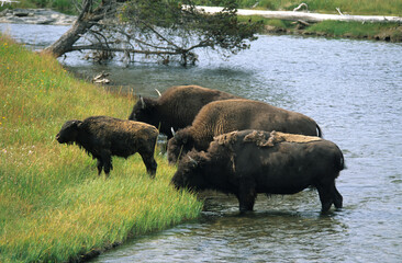 Bison d'Amérique, Parc national du Yellowstone, USA,