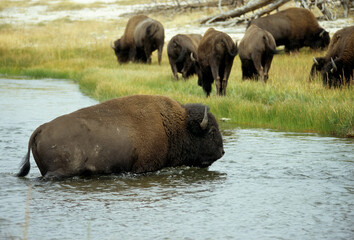 Fototapeta na wymiar Bison d'Amérique, Parc national du Yellowstone, USA,